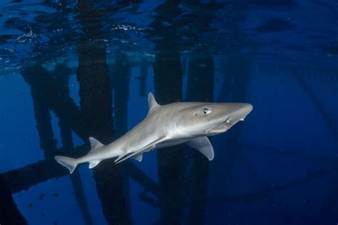 Gulf Of Mexico Smoothhound Shark Pictures Images Of The Gulf