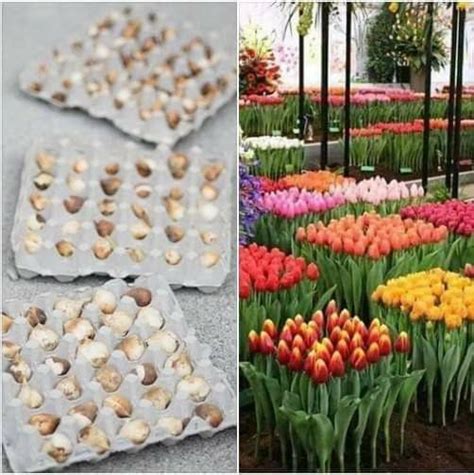 How To Plan A Spring Bulb Garden Artofit