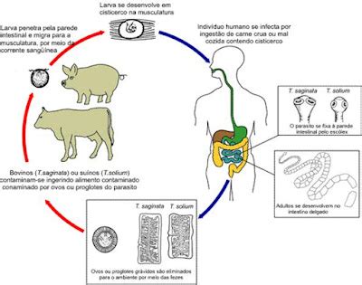 Biologia Doenças causadas por Platelmintos