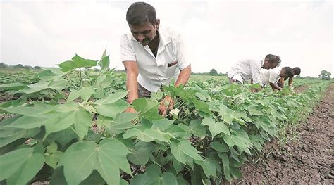 Gujarat Sowing Nears Average Mark In State Cotton Acreage Better Than