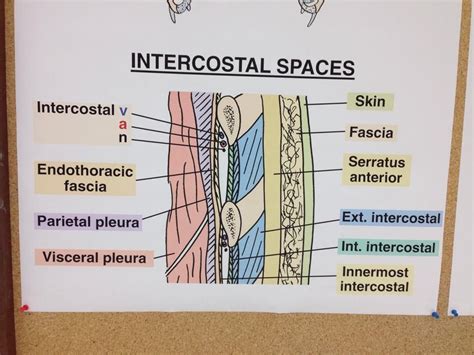 Intercostal Spaces Dr Jackson In Anatomy Coloring Book