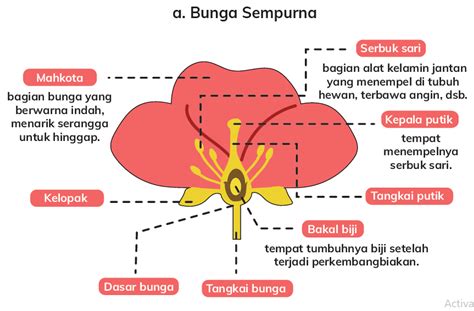 Soal Ipas Kelas 4 Perkembangbiakan Tumbuhan Diary Guru Riset