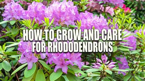 How To Grow And Care For Rhododendrons Expert Tips For Healthy Plants