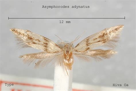 Asymphorodes adynatus - Wikipedia