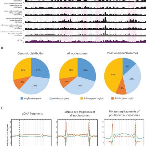 Highly Controlled Mnase Seq Reveals Variable Size Distribution Of