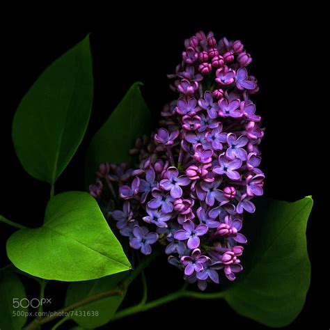 Photograph Deep Purple Lilac By Magda Indigo On 500px