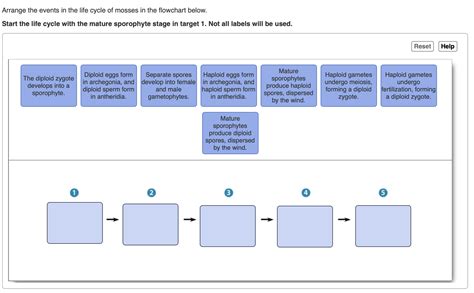 Solved Arrange The Events In The Life Cycle Of Mosses In The