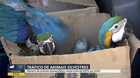 Vídeo Número de animais silvestres apreendidos cresce mais de 400 em