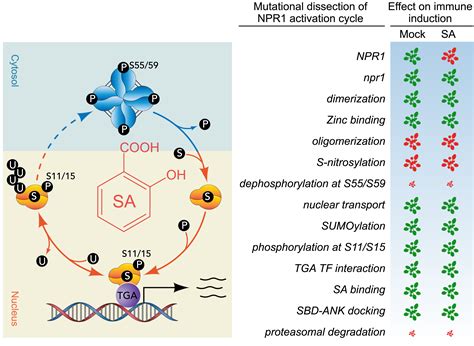 Npr1 A Key Immune Regulator For Plant Survival Under Biotic And Abiotic Stresses Molecular Cell