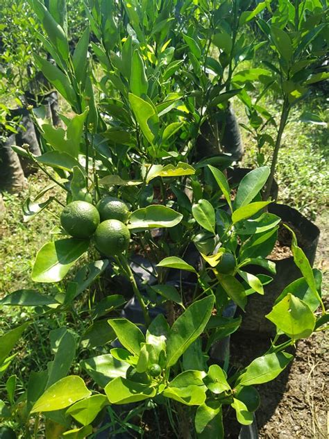 Jual Bibit Jeruk Lemon Cui Genjah Jualbenihmurah