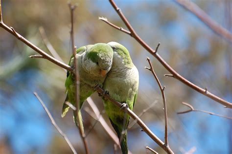 Urban Wildlife Guide Brooklyns Monk Parakeets