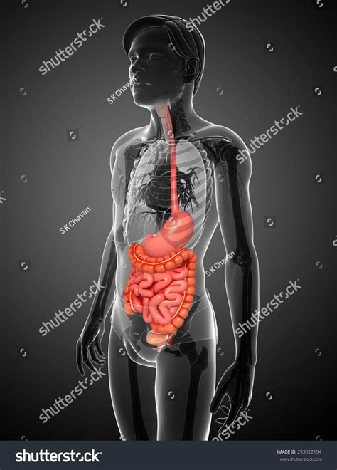 Illustration Male Small Intestine Anatomy Stock Illustration