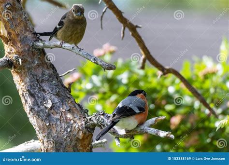 Male And Female Bullfinch Pyrrhula Pyrrhula Sitting On A Pine Branch