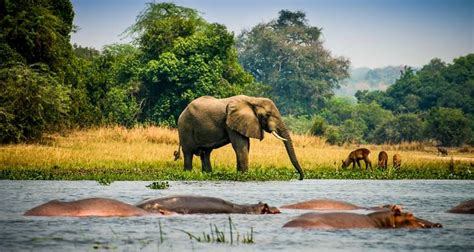 Facts About Uganda Wildlife Safari Destinations Uganda Safaris Tours