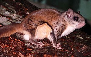 Southern flying squirrel Facts for Kids