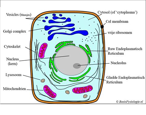 A 2 1 Structuur Van De Cel BasisFysiologie Nl