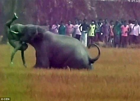 Horrifying Moment Rampaging Elephant Kills Indian Man Daily Mail Online