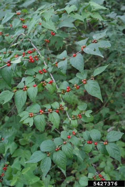 Amur Honeysuckle Lonicera Maackii Rupr Herder