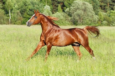 Bay Horse Facts with Pictures