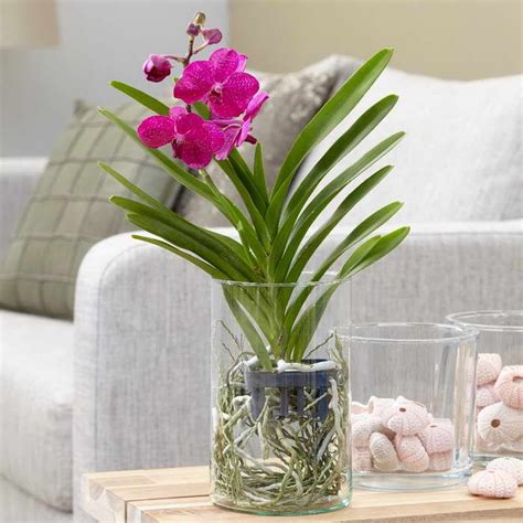 Орхидея ванда как ухаживать в домашних условиях фото | Orchid varieties ...