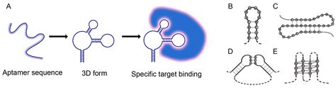 Ijms Free Full Text New Insights Into Aptamers An Alternative To Antibodies In The