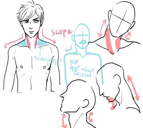 Neck muscles Guided Drawing, Drawing Practice, Drawing Poses, Drawing ...