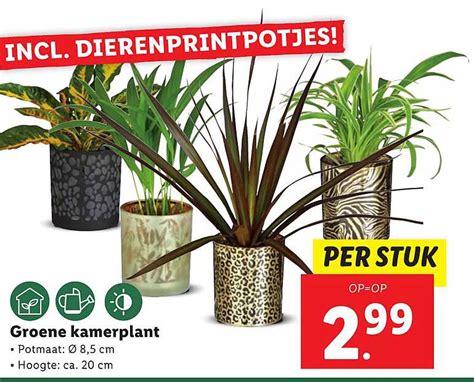 Groene Kamerplant Aanbieding Bij Lidl Folders Nl