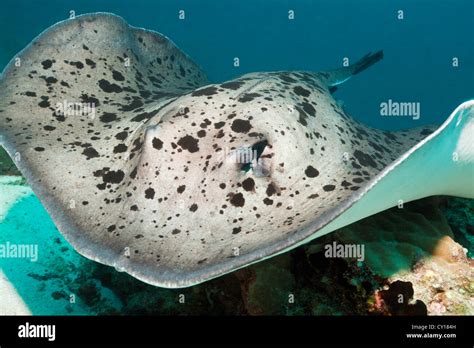 Black-spotted Stingray, Taeniura meyeni, North Male Atoll, Maldives Stock Photo - Alamy