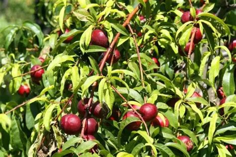 How To Grow Plums From Seed Top Tips Growing Seeds Plum Tree Care