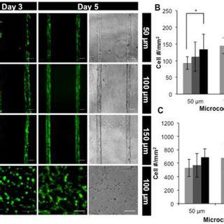 A Representative Fluorescence And Phase Contrast Images Showing