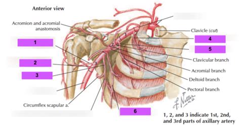 Axilla and axillary artery Flashcards | Quizlet