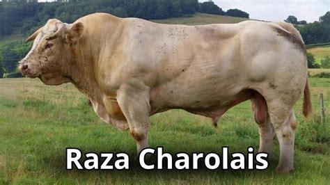 La Raza De Ganado Charolais Historia Y Caracter Sticas Youtube