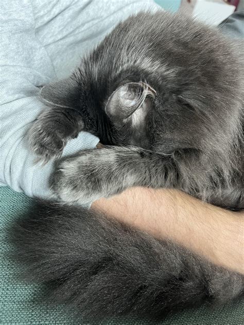 Face planted. Paws out. : r/catfaceplant