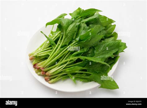 Spinach Hi Res Stock Photography And Images Alamy
