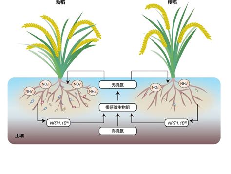 Nbt封面：水稻nrt11b基因调控根系微生物组参与氮利用作者解读 端午水稻专题 Csdn博客