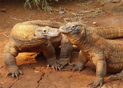 Facts About Komodo Dragon - strangefacts ~ Interesting & Hot Facts