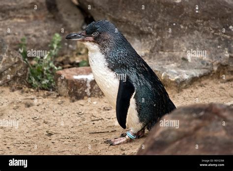 Fairy Penguin High Resolution Stock Photography And Images Alamy