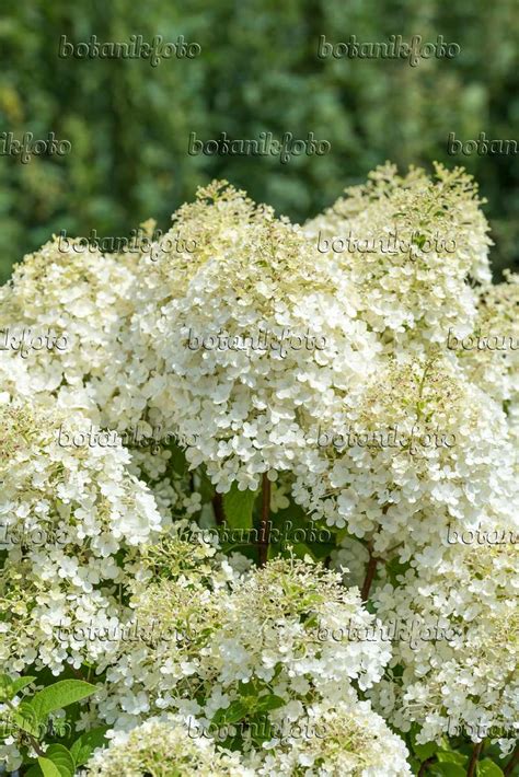 Images Hydrangea Paniculata Bobo Images Of Plants And Gardens