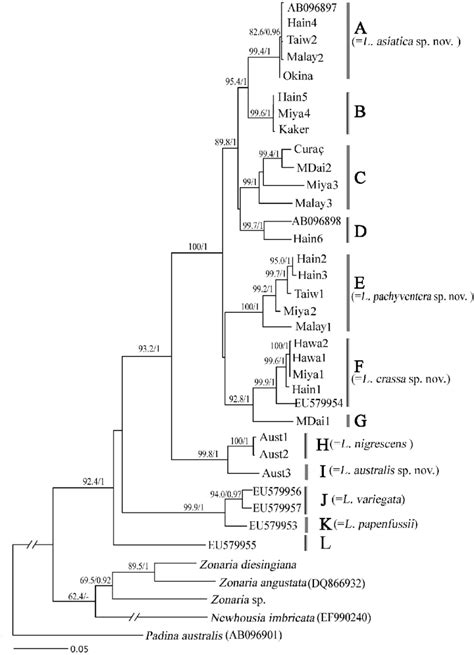 Maximum Likelihood Tree Based On Rbcl Gene Sequences The Bootstrap