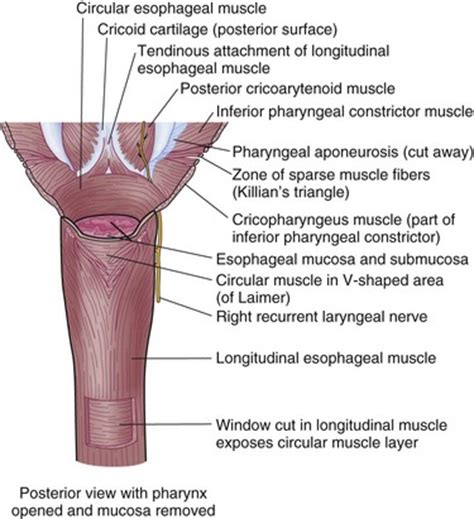 Esophagus | Thoracic Key