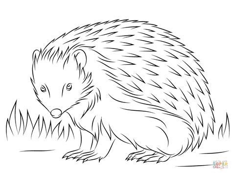 Cute European Hedgehog Coloring Page Free Printable Coloring Pages