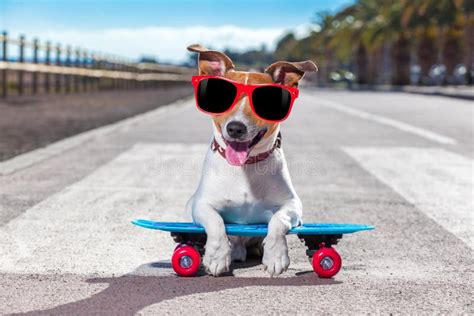 Skater Dog On Skateboard Stock Photo Image Of Board 72965830