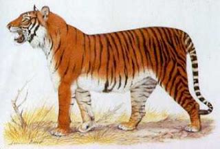 TIGERS: Extinct Tiger Species