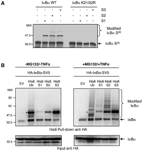 I K B A Is Modified By SUMO 2 3 In Vitro And Ex Vivo A In Vitro