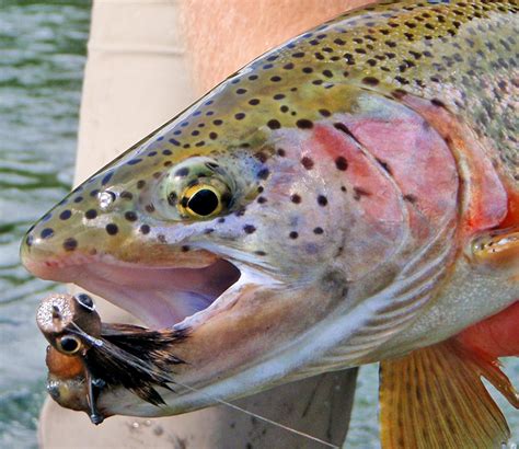 Rainbow Trout Fly Fishing Rainbow Trout Fishing Lodges