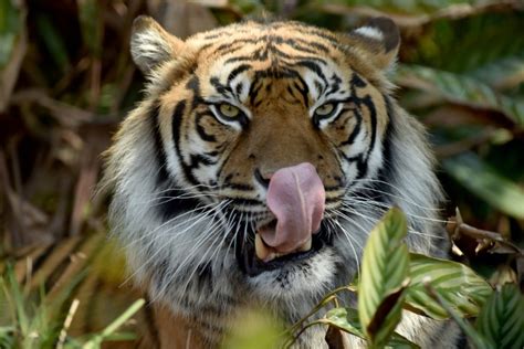 Alerte Le Tigre De Sumatra Est En Danger D Extinction