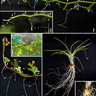 Body architectures of extant lycophytes. (A,B) Lycopodium clavatum ...