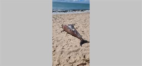 VÍDEO golfinho é encontrado morto na praia do Bessa em João Pessoa