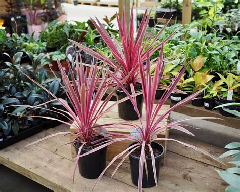 Cordyline Ti Plant Care Growing Guide 54 Off