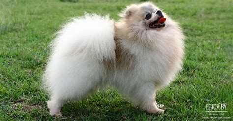 Померанский шпиц (Pomeranian) (Породы собак) собака шпиц, карликовый ...